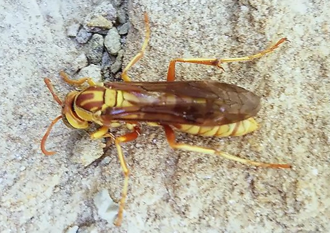 How to Get Rid of Paper Wasps