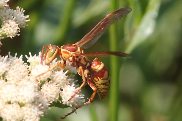 Paper Wasp Sting Treatment