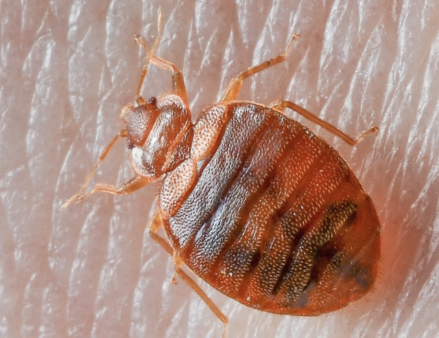 debugging techniques