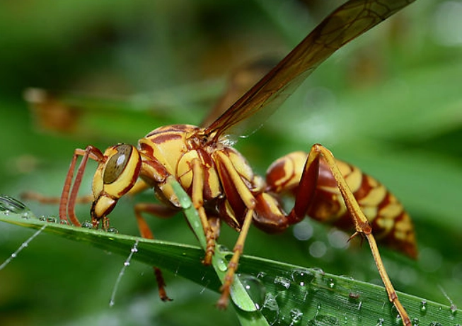 Apache Paper Wasp
