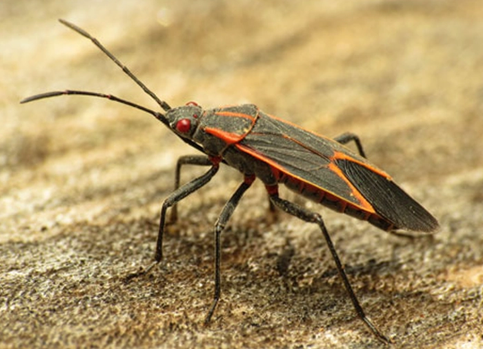 boxelder bug infestation