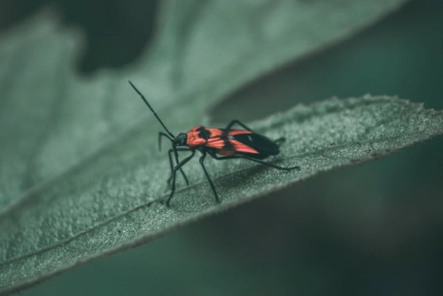 boxelder bugs