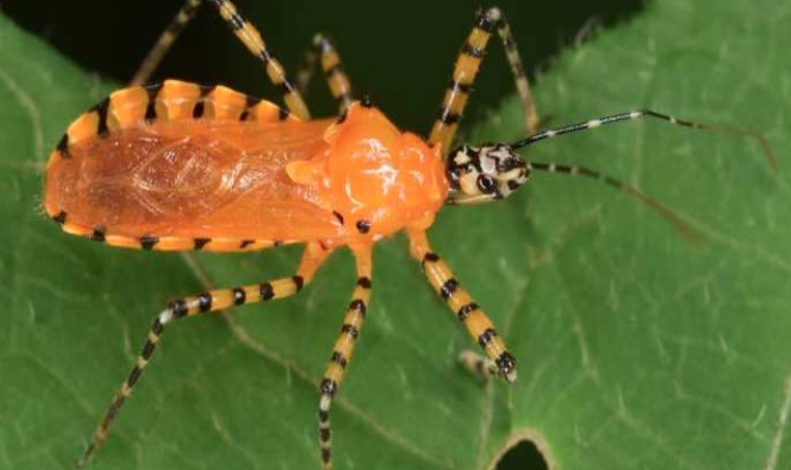 Black Orange Striped Bug: Is It a Cucumber Beetle or a Milkweed Bug?