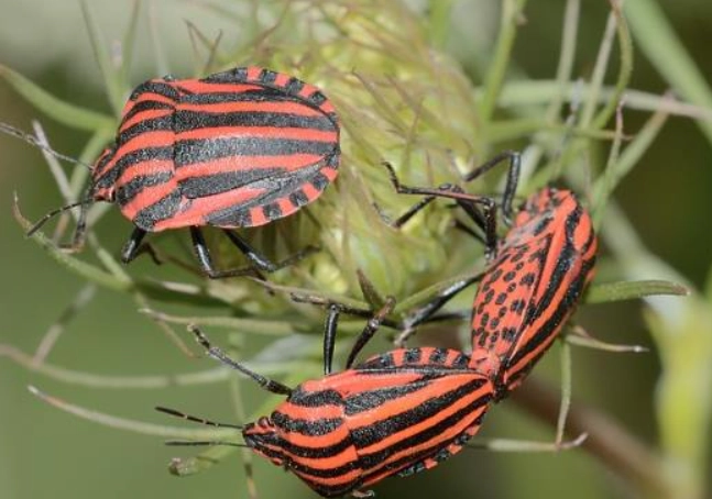 milkweed bug