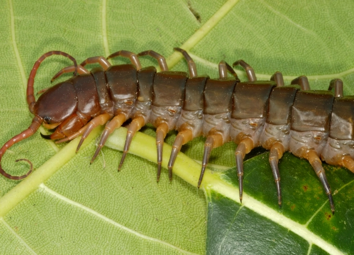 centipede vs millipede