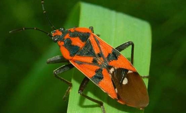 software bug detection