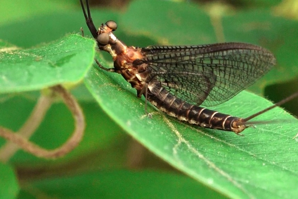 are mayflies dangerous