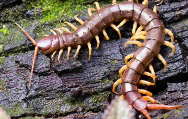 centipede identification