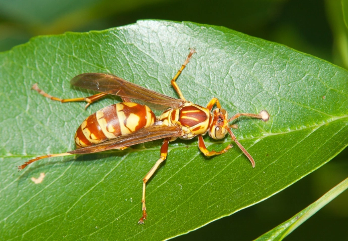 Apache Paper Wasp Guide: Identification, Sting Treatment & Nest Removal