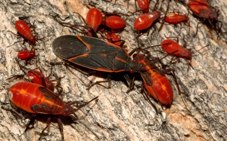 how to get rid of boxelder bugs