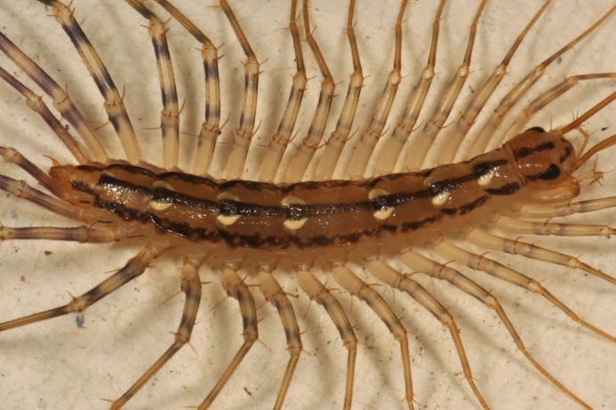 centipede vs millipede