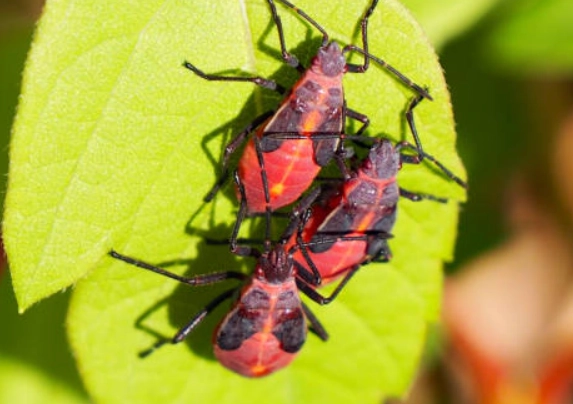 how to get rid of boxelder bugs