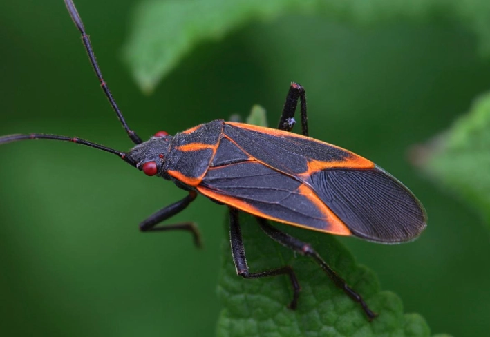 Box Beetles (Boxelder Bugs): Complete Guide to Identification & Control