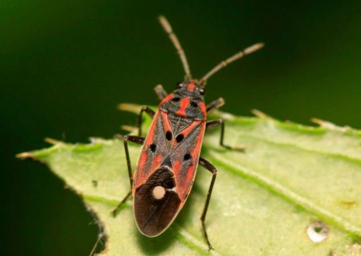 Chinch Bugs: The Complete Guide to Identification, Damage, and Control