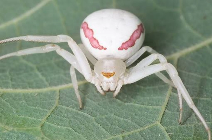White Spiders in Kansas: Identification, Safety & Common Myths Debunked