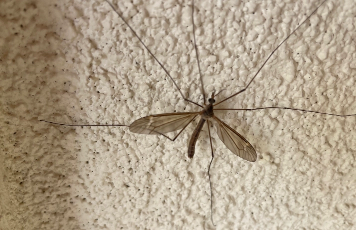 crane fly vs wasp