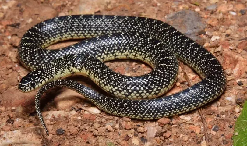 Missouri snake identification