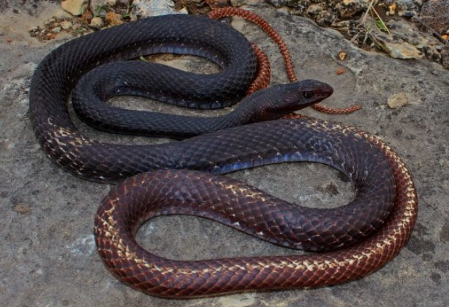 black and yellow snakes in Missouri