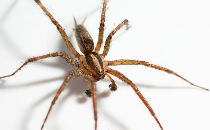 Hobospider: The Complete Guide to Web Crawling for SEO and Data Extraction