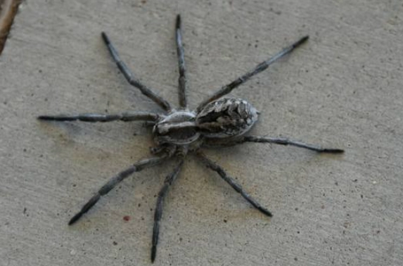 python web scraping framework