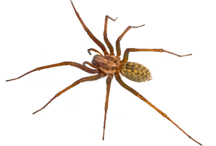 web crawling for SEO