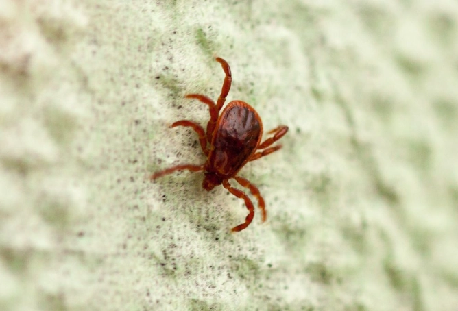 vermont chigger bites