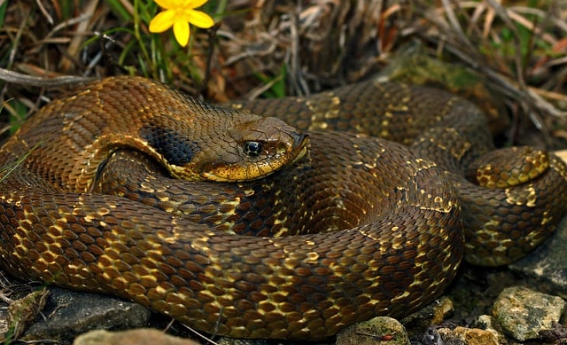 black and yellow snakes in Missouri