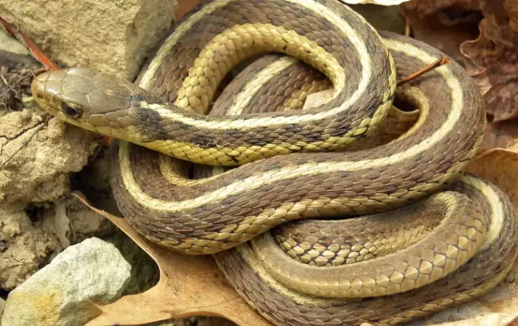 Missouri snake identification