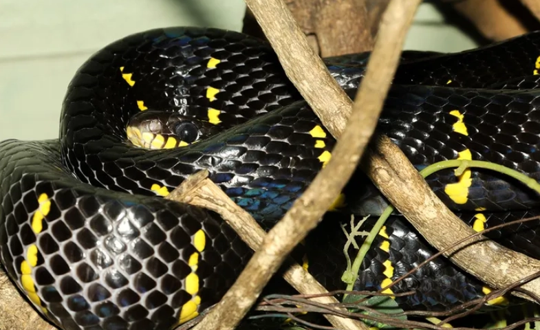 eastern yellow-bellied racer