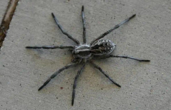 spider identification kansas