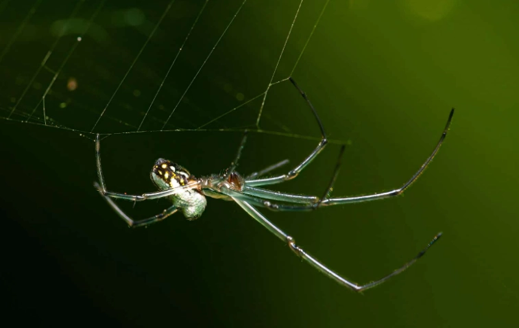 spider identification kansas