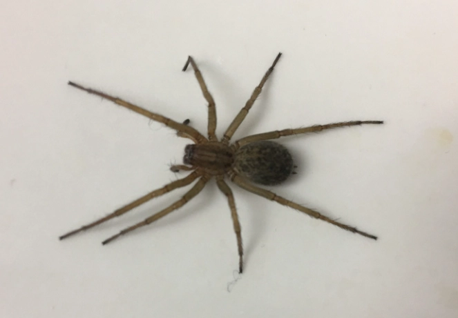 hobospider configuration