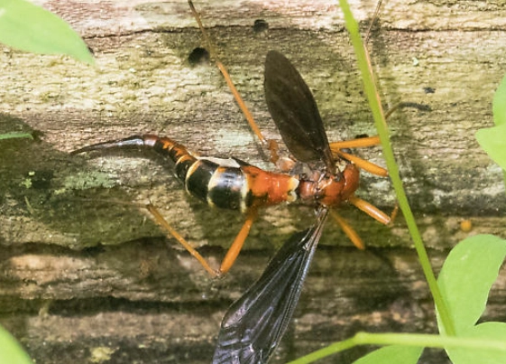 giant wasp-like fly