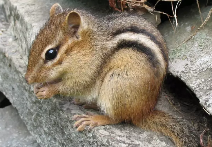 chipmunk behavior