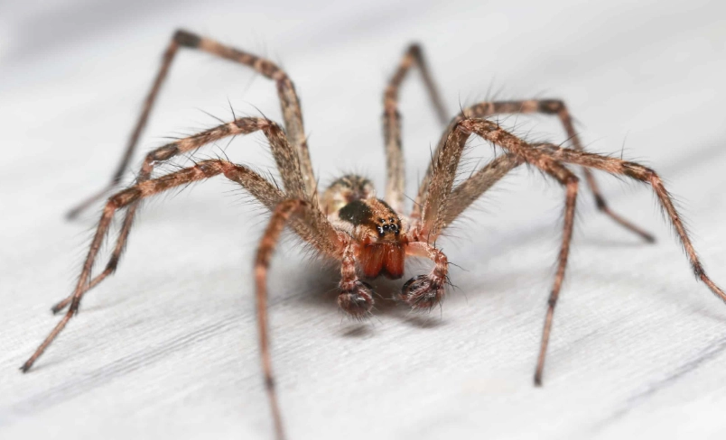 hobospider configuration