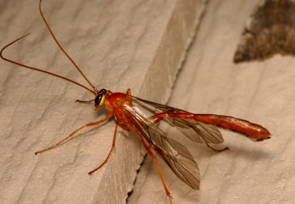 crane fly vs wasp