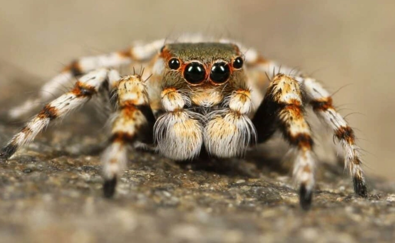 python web scraping framework