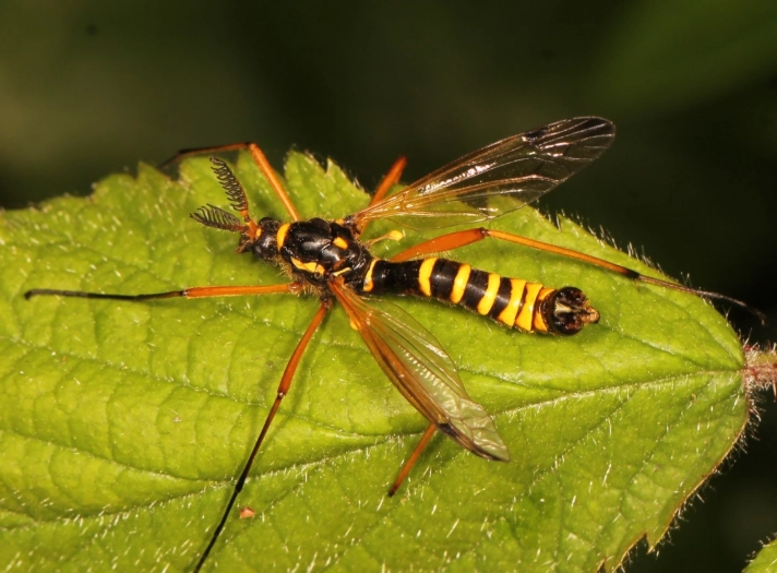 Wasp Crane Fly: Complete Guide to Identification, Behavior & Control
