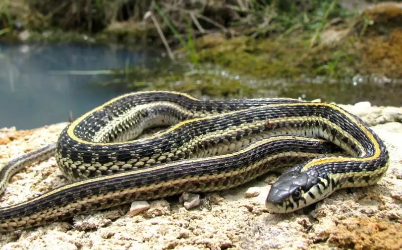 eastern yellow-bellied racer