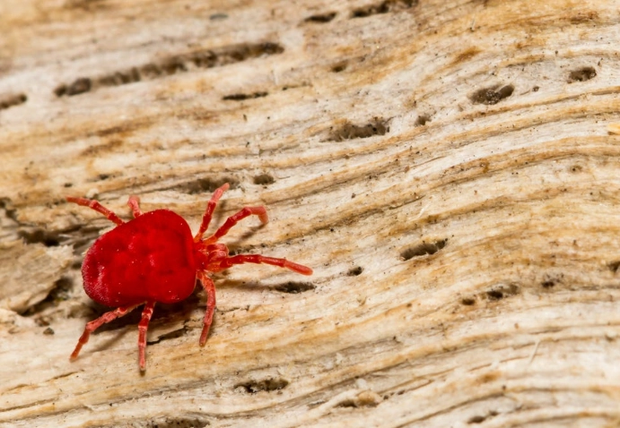 Vermont Chiggers: The Ultimate Guide to Bites, Prevention & Myths Debunked