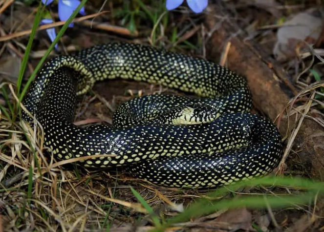 Missouri snake identification
