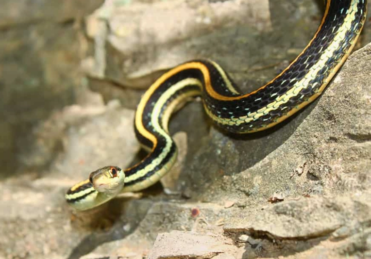 Black and Yellow Snakes in Missouri: Your Complete Guide to Identification & Safety