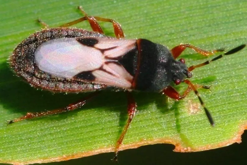 how to get rid of chinch bugs