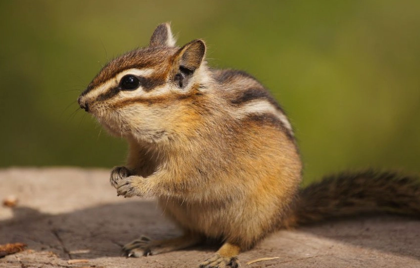 chipmunk habitat