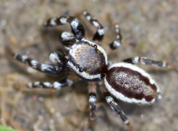 ks spiders web crawler