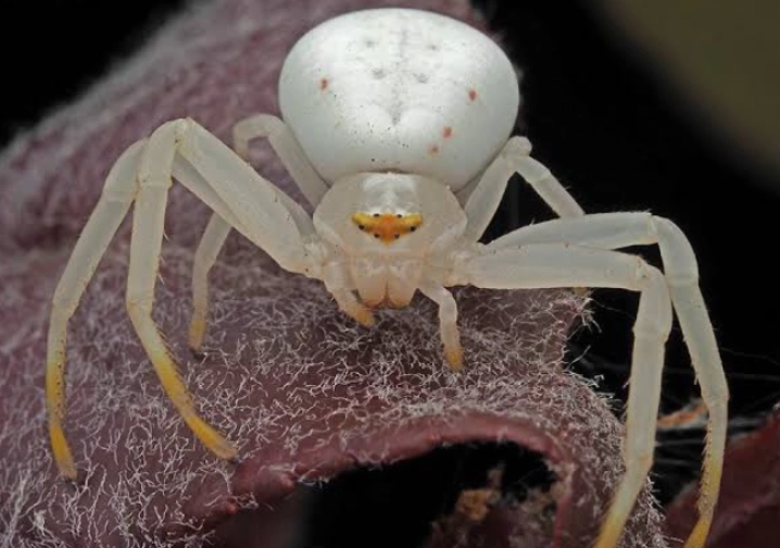 are white spiders in kansas poisonous