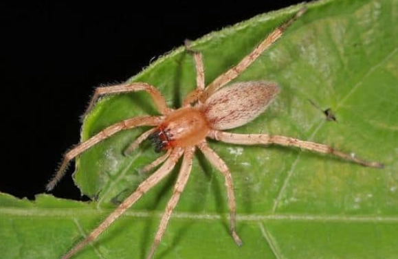 KS Spiders Web Crawler Framework: The Complete Guide for Python Developers