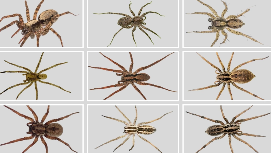 brown recluse spider identification