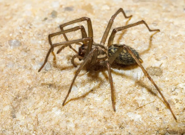 hobo spider bite