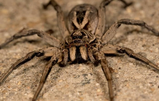 wolf spider bite symptoms